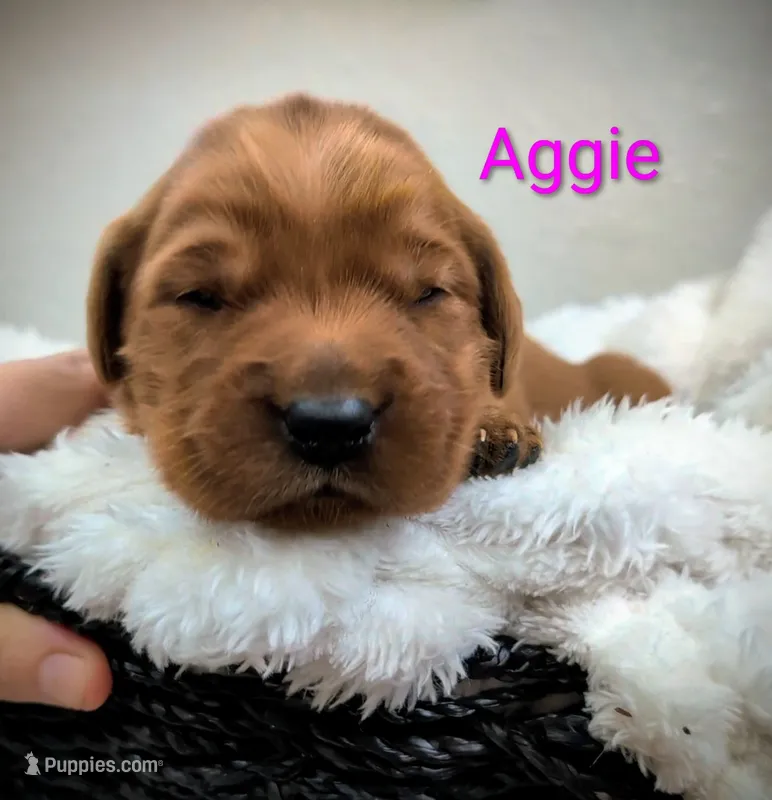 Aggie – Golden Retriever puppy for sale in Johnstown, CO