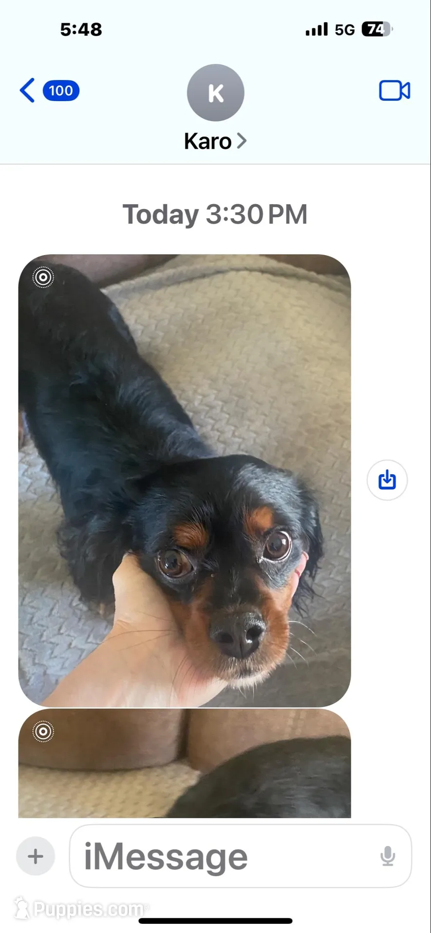 Bear – Cavalier King Charles Spaniel puppy for sale in Cove, AR