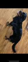 Bear, a male Cavalier King Charles Spaniel and Poodle - Miniature  for sale in Cove, AR – 6 of 6
