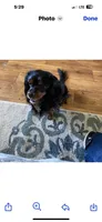 Bear, a male Cavalier King Charles Spaniel and Poodle - Miniature  for sale in Cove, AR – 5 of 6