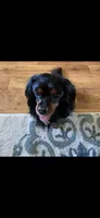 Bear, a male Cavalier King Charles Spaniel and Poodle - Miniature  for sale in Cove, AR – 4 of 6