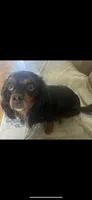 Bear, a male Cavalier King Charles Spaniel for sale in Cove, AR – Photo 2 of 3