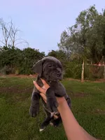 Duke, a male Cane Corso for sale in Jurupa Valley, CA – Photo 3 of 3