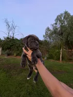 Duke, a male Cane Corso for sale in Jurupa Valley, CA – Photo 1 of 3