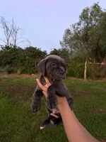 Duke, a male Cane Corso for sale in Jurupa Valley, CA – Photo 2 of 3