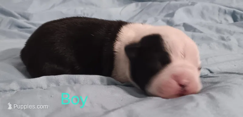 Baxter  – Boston Terrier puppy for sale in Stuttgart, AR