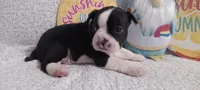 Baxter , a male Boston Terrier for sale in Stuttgart, AR – Photo 2 of 3