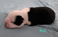 Baxter , a male Boston Terrier for sale in Stuttgart, AR – Photo 2 of 2