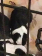 Baxter , a male Boston Terrier for sale in Stuttgart, AR – Photo 3 of 3