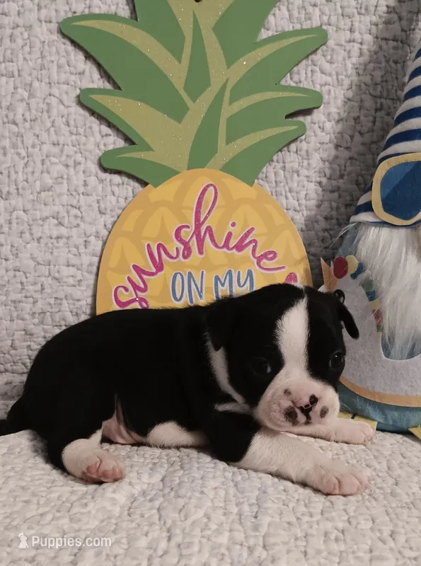 Baxter  – Boston Terrier puppy for sale in Stuttgart, AR
