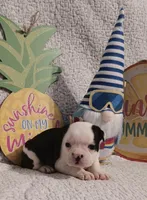 Boston , a male Boston Terrier for sale in Stuttgart, AR – Photo 3 of 5