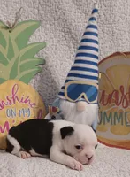 Boston , a male Boston Terrier for sale in Stuttgart, AR – Photo 2 of 5