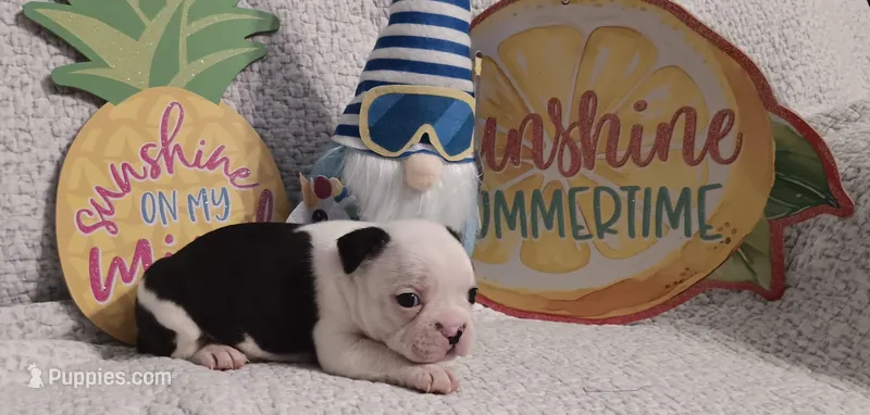 Boston  – Boston Terrier puppy for sale in Stuttgart, AR
