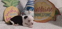 Boston , a male Boston Terrier for sale in Stuttgart, AR – Photo 1 of 5