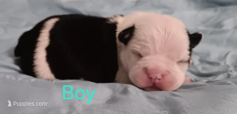 Boston  – Boston Terrier puppy for sale in Stuttgart, AR