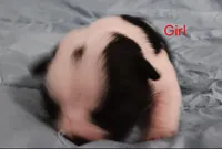 Bailey , a female Boston Terrier for sale in Stuttgart, AR – Photo 3 of 5