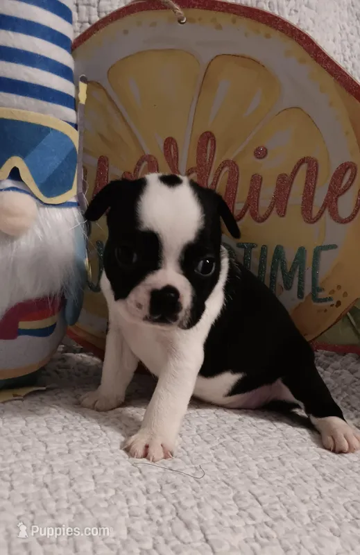 Bailey  – Boston Terrier puppy for sale in Stuttgart, AR