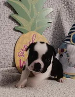 Bailey , a female Boston Terrier for sale in Stuttgart, AR – Photo 2 of 7
