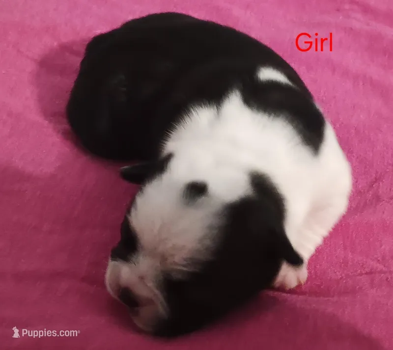 Bailey  – Boston Terrier puppy for sale in Stuttgart, AR