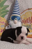 Benny, a male Boston Terrier for sale in Stuttgart, AR – Photo 1 of 6