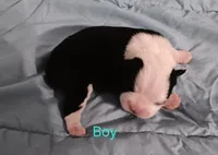 Benny, a male Boston Terrier for sale in Stuttgart, AR – Photo 1 of 3