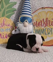 Benny, a male Boston Terrier for sale in Stuttgart, AR – Photo 3 of 6