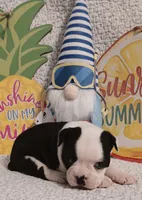 Benny, a male Boston Terrier for sale in Stuttgart, AR – Photo 2 of 6