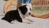 Briar, a male Boston Terrier for sale in Stuttgart, AR – Photo 2 of 5
