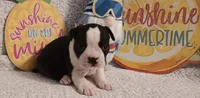 Briar, a male Boston Terrier for sale in Stuttgart, AR – Photo 3 of 5