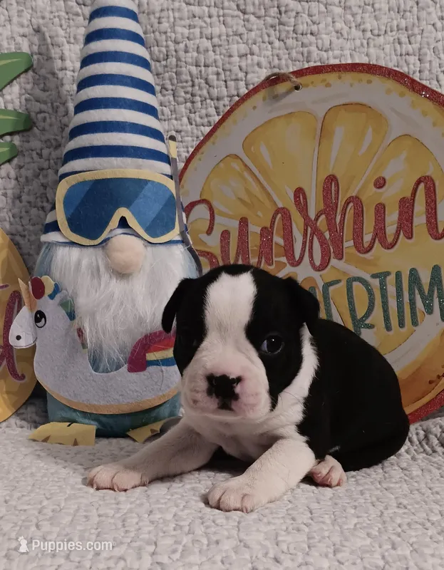 Briar – Boston Terrier puppy for sale in Stuttgart, AR