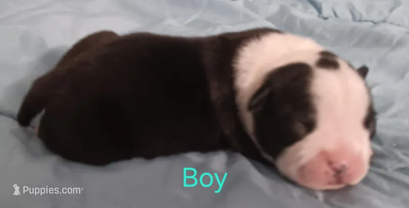Briar – Boston Terrier puppy for sale in Stuttgart, AR