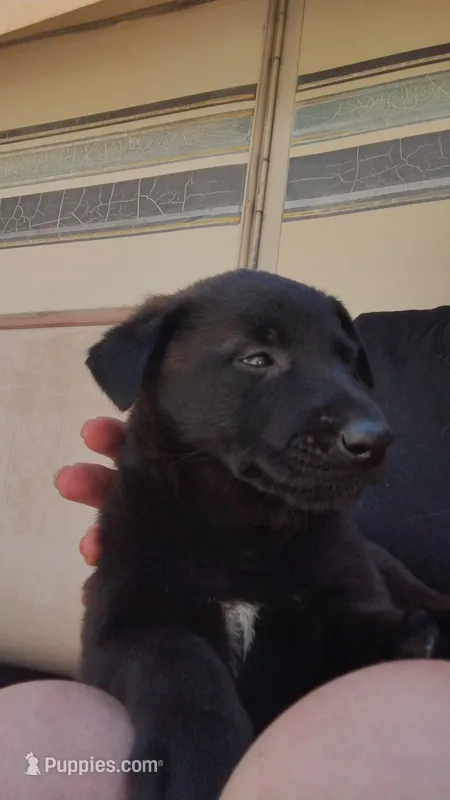 Baby boy – Belgian Malinois, German Shepherd Dog puppy for sale in North Ogden, UT