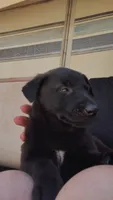 Baby boy, a female Belgian Malinois and German Shepherd Dog for sale in North Ogden, UT – 1 of 1