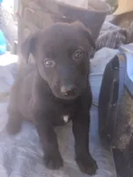 Baby boy , a male Belgian Malinois and German Shepherd Dog for sale in North Ogden, UT – 1 of 1