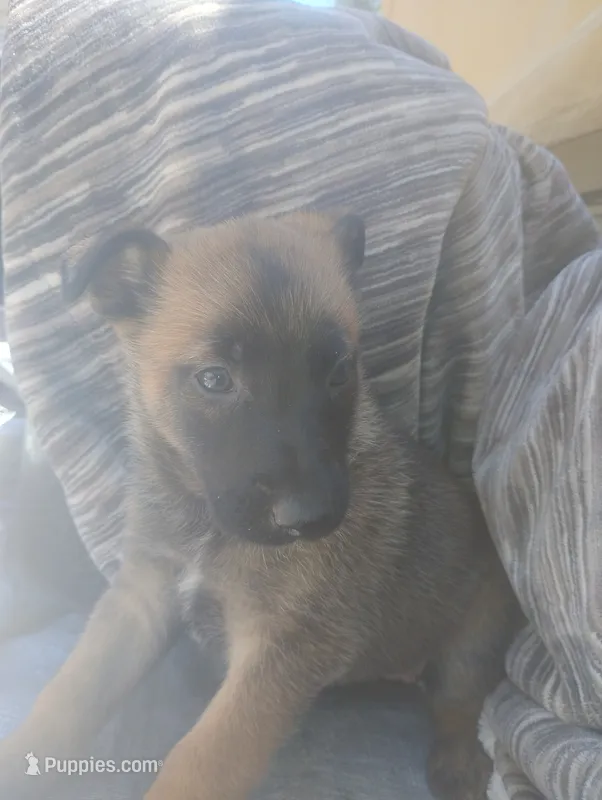 Baby girl #2 – Belgian Malinois, German Shepherd Dog puppy for sale in North Ogden, UT