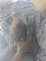 Baby girl #2, a female Belgian Malinois and German Shepherd Dog for sale in North Ogden, UT – 1 of 1
