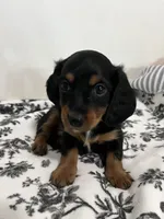 Daushound , a female Miniature Dachshund for sale in Paramount, CA – 3 of 6