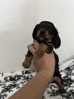 Daushound , a female Miniature Dachshund for sale in Paramount, CA – 4 of 6