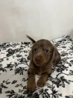 Daushound , a female Miniature Dachshund for sale in Paramount, CA – 5 of 6