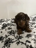 Daushound , a female Miniature Dachshund for sale in Paramount, CA – 6 of 6
