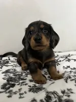Daushound , a female Miniature Dachshund for sale in Paramount, CA – 2 of 6