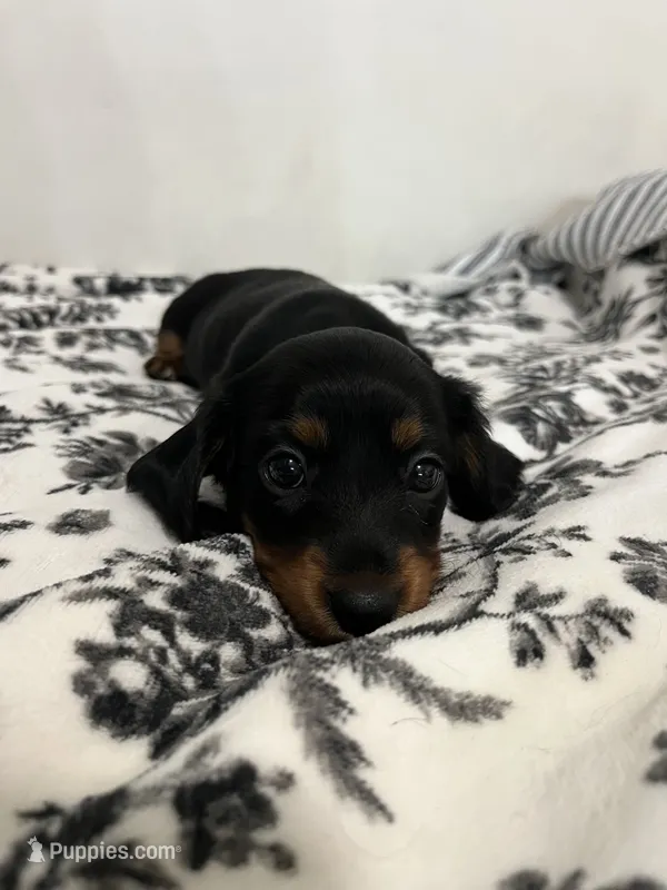 Daushound  – Miniature Dachshund puppy for sale in Paramount, CA