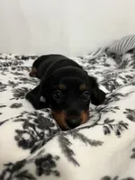 Daushound , a female Miniature Dachshund for sale in Paramount, CA – 1 of 6