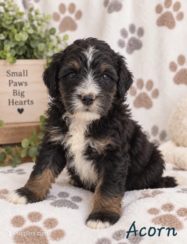 Acorn – Miniature Bernedoodle puppy for sale in Lakeside, CA