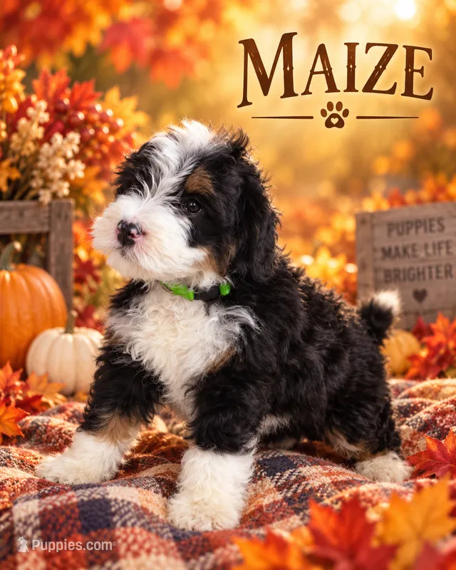 Maize – Miniature Bernedoodle puppy for sale in Lakeside, CA