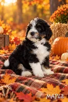 Maple, a female Miniature Bernedoodle for sale in Lakeside, CA – 2 of 3