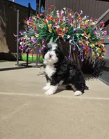 Maize, a female Miniature Bernedoodle for sale in Lakeside, CA – 3 of 7