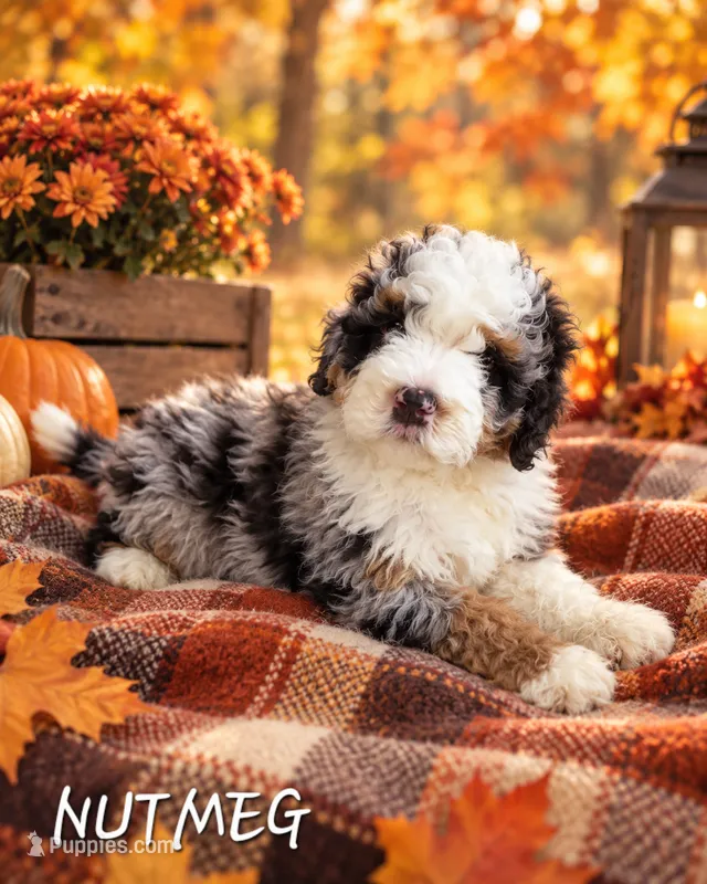 Nutmeg – Miniature Bernedoodle puppy for sale in Lakeside, CA