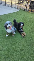 Nutmeg, a female Miniature Bernedoodle for sale in Lakeside, CA – 3 of 3