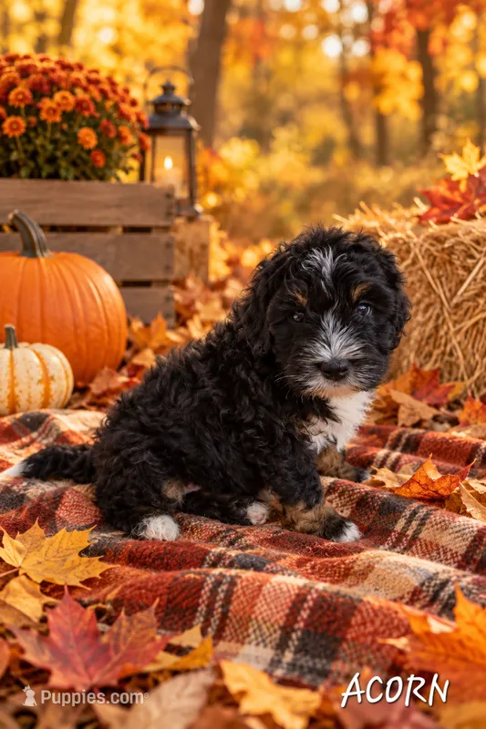 Acorn – Miniature Bernedoodle puppy for sale in Lakeside, CA